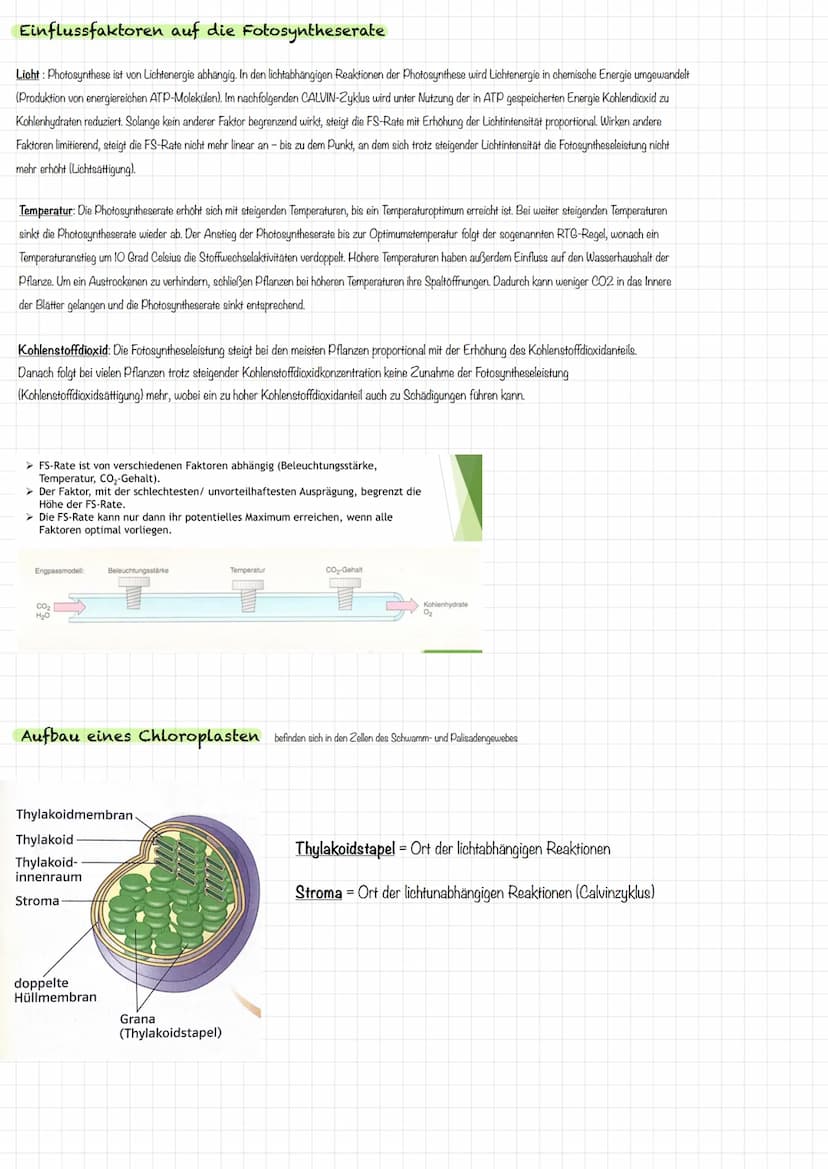 VORBEREITUNG
KLAUSUR
Aufbau Laubblatt
2
4
1 Cuticula
Obere
Epidermis
5
Festigungsgewebe
6
Chloroplast
7
Bauteil
Schwamm-
gewebe
Xylem
Phloem
