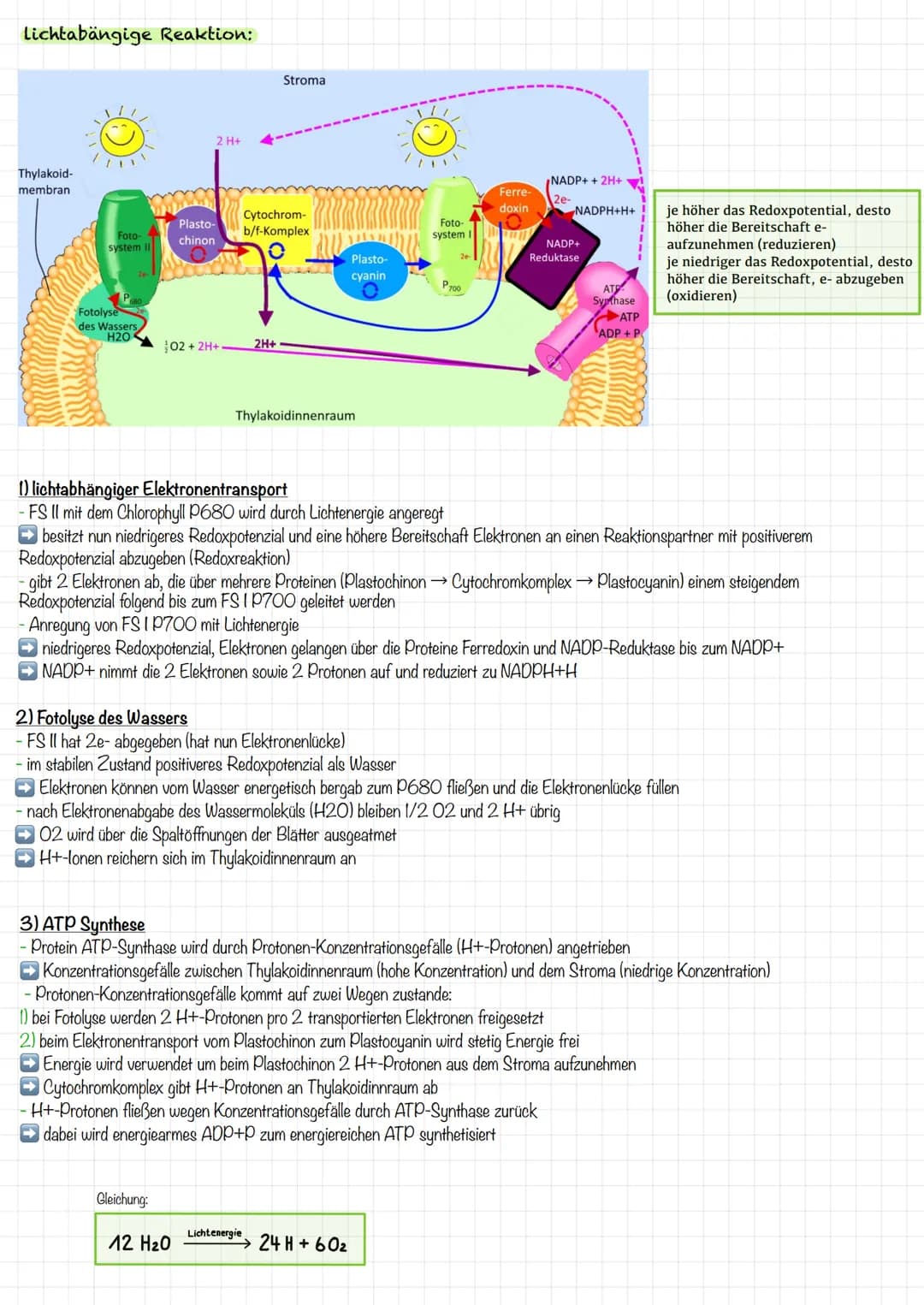 VORBEREITUNG
KLAUSUR
Aufbau Laubblatt
2
4
1 Cuticula
Obere
Epidermis
5
Festigungsgewebe
6
Chloroplast
7
Bauteil
Schwamm-
gewebe
Xylem
Phloem