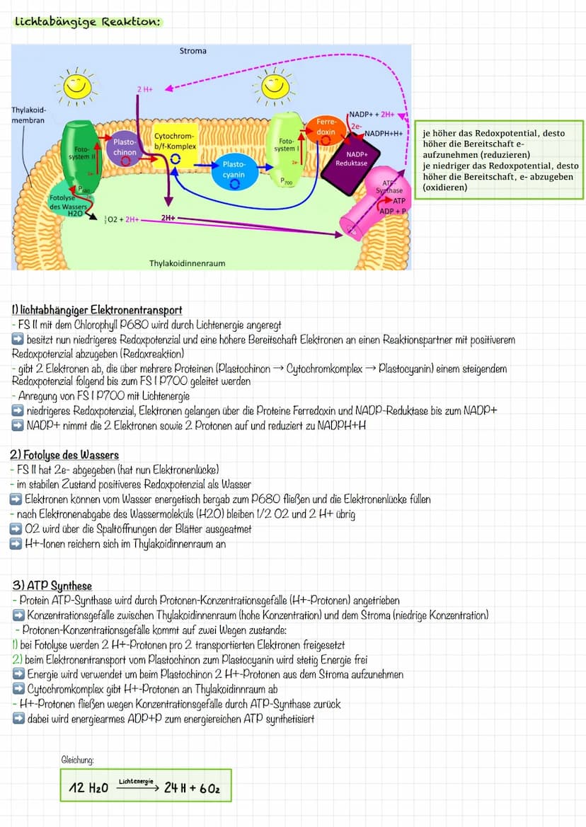 VORBEREITUNG
KLAUSUR
Aufbau Laubblatt
2
4
1 Cuticula
Obere
Epidermis
5
Festigungsgewebe
6
Chloroplast
7
Bauteil
Schwamm-
gewebe
Xylem
Phloem