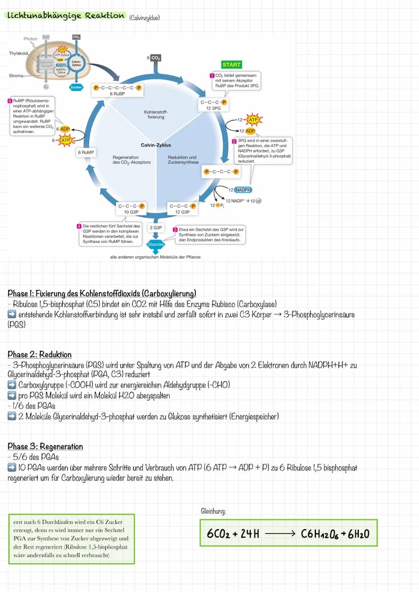 VORBEREITUNG
KLAUSUR
Aufbau Laubblatt
2
4
1 Cuticula
Obere
Epidermis
5
Festigungsgewebe
6
Chloroplast
7
Bauteil
Schwamm-
gewebe
Xylem
Phloem