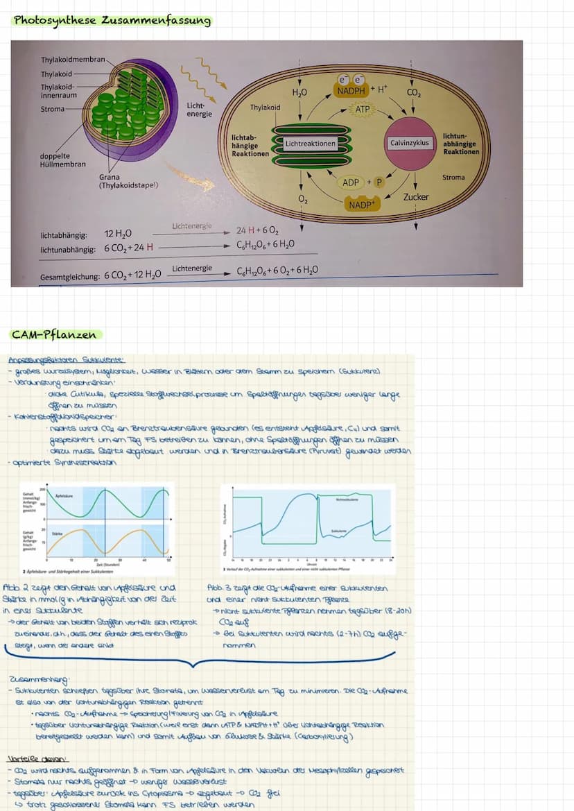 VORBEREITUNG
KLAUSUR
Aufbau Laubblatt
2
4
1 Cuticula
Obere
Epidermis
5
Festigungsgewebe
6
Chloroplast
7
Bauteil
Schwamm-
gewebe
Xylem
Phloem