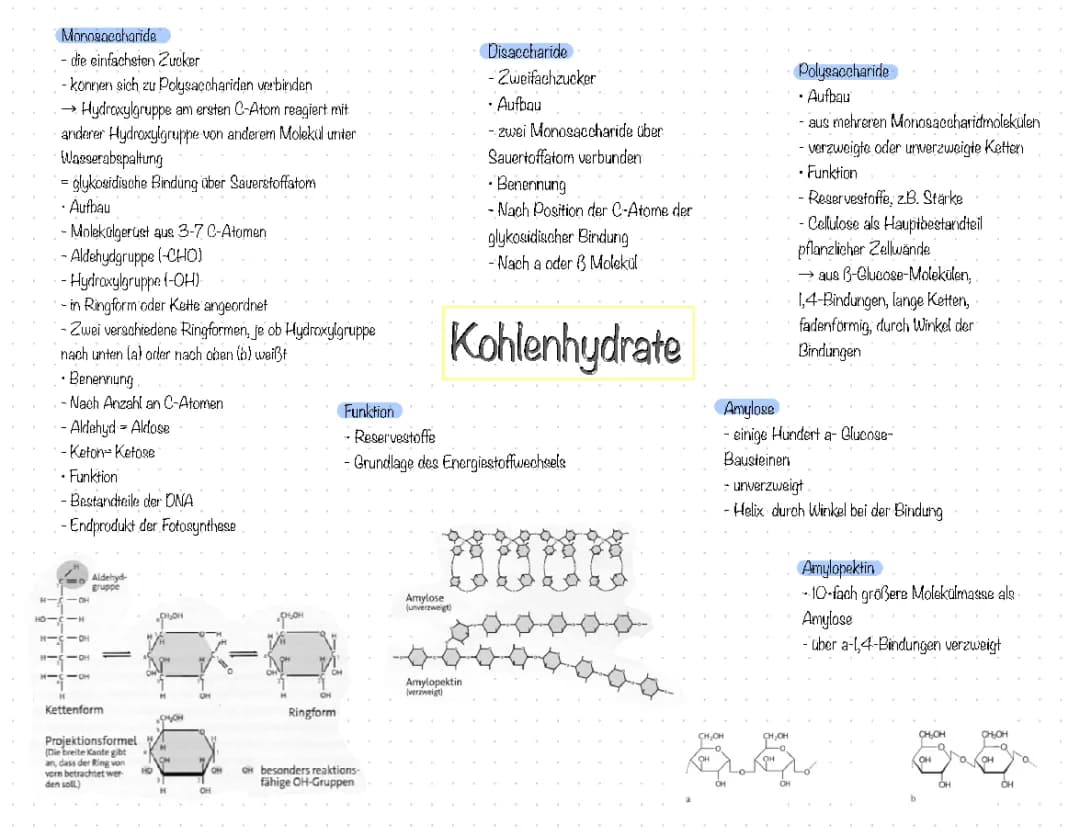 Kohlenhydrate einfach erklärt: Beispiele, Aufbau und Funktionen