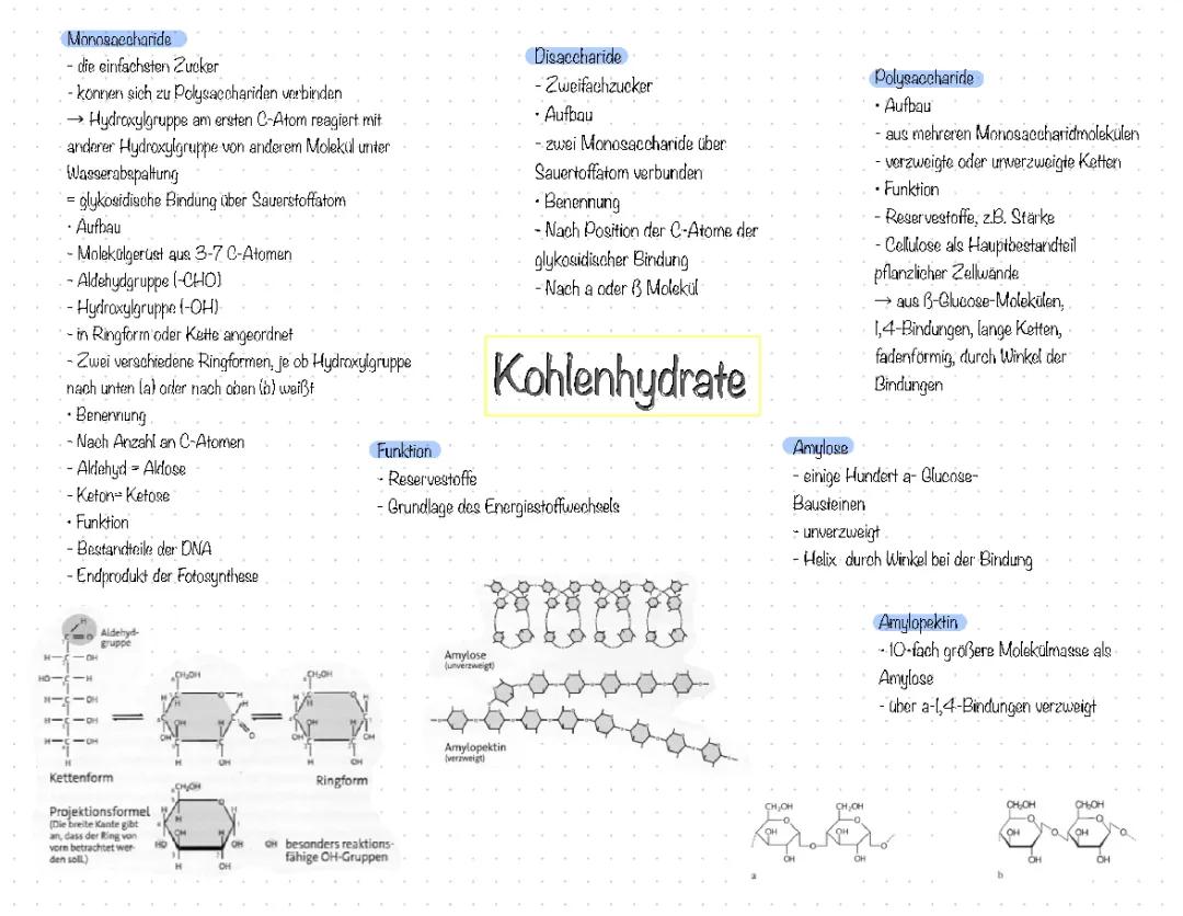 Kohlenhydrate einfach erklärt: Beispiele, Aufbau und Funktionen