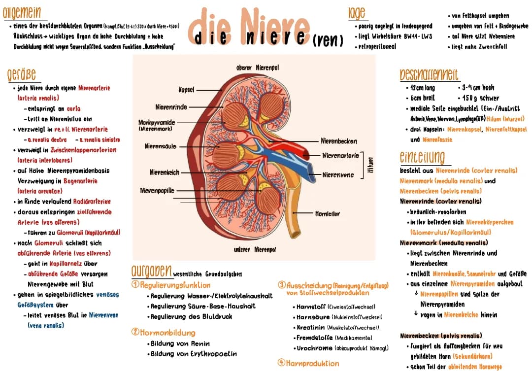 Anatomie Niere 