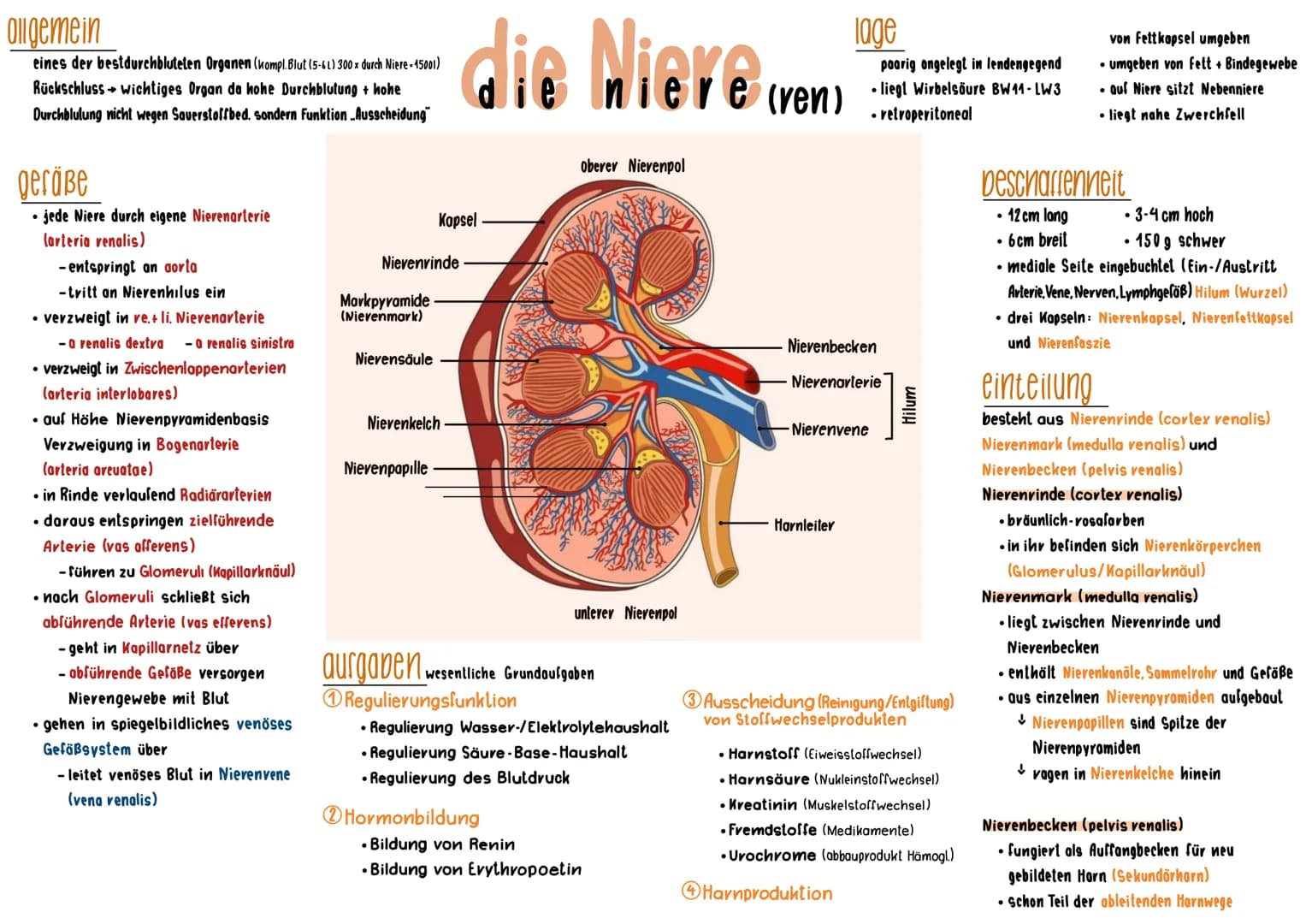 Ollgemein
eines der bestdurchbluteten Organen (kompl. Blut (5-6L) 300 x durch Niere-15001)
Rückschluss wichtiges Organ da hohe Durchblutung 