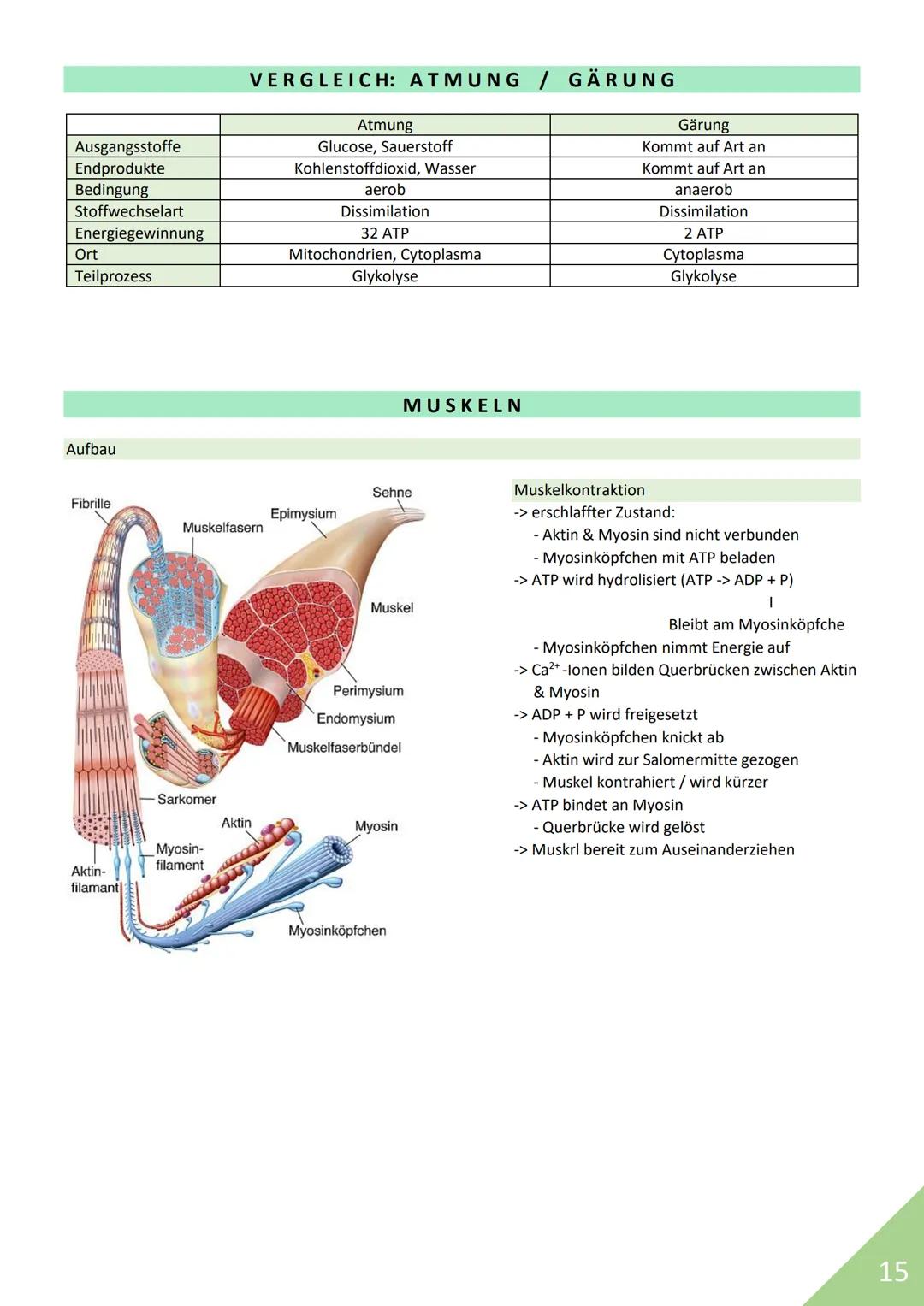 BIOLOGIE Abitur 2021
Themen:
1. Stoffwechsel / Zytologie
2. Ökologie
3. Genetik
4. Evolution
5. Neurobiologie
M
1 STOFFWECHSEL / ZYTOLOGIE
P