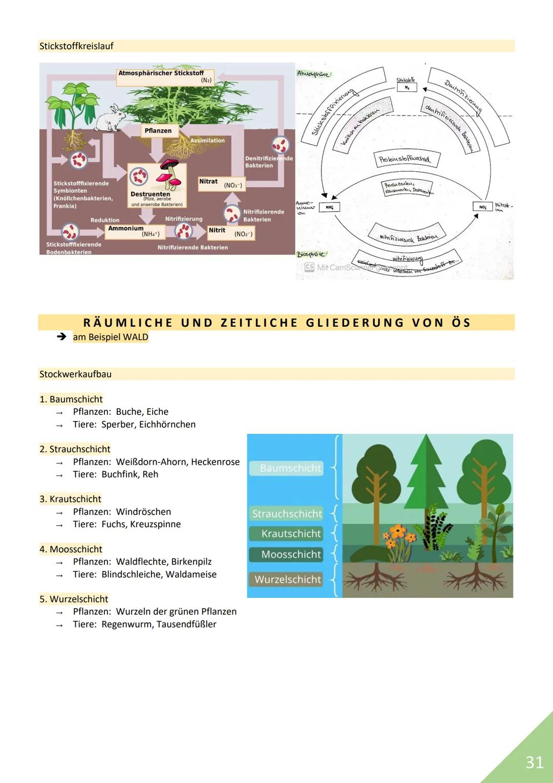 BIOLOGIE Abitur 2021
Themen:
1. Stoffwechsel / Zytologie
2. Ökologie
3. Genetik
4. Evolution
5. Neurobiologie
M
1 STOFFWECHSEL / ZYTOLOGIE
P