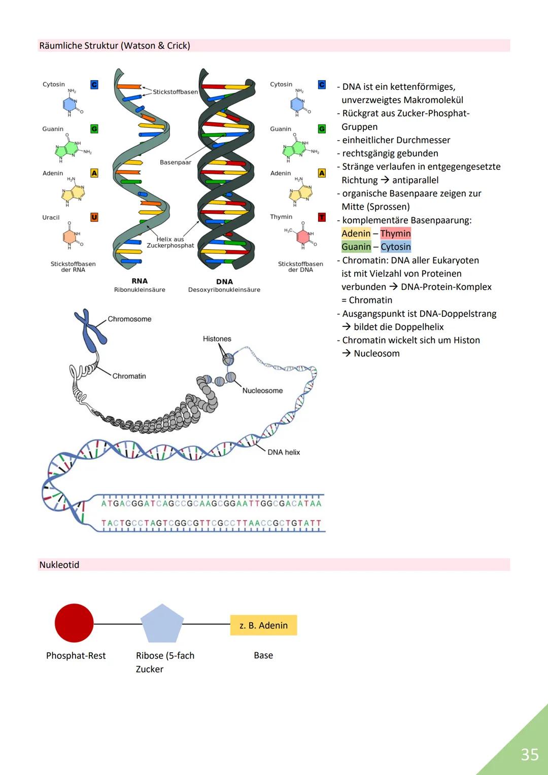 BIOLOGIE Abitur 2021
Themen:
1. Stoffwechsel / Zytologie
2. Ökologie
3. Genetik
4. Evolution
5. Neurobiologie
M
1 STOFFWECHSEL / ZYTOLOGIE
P