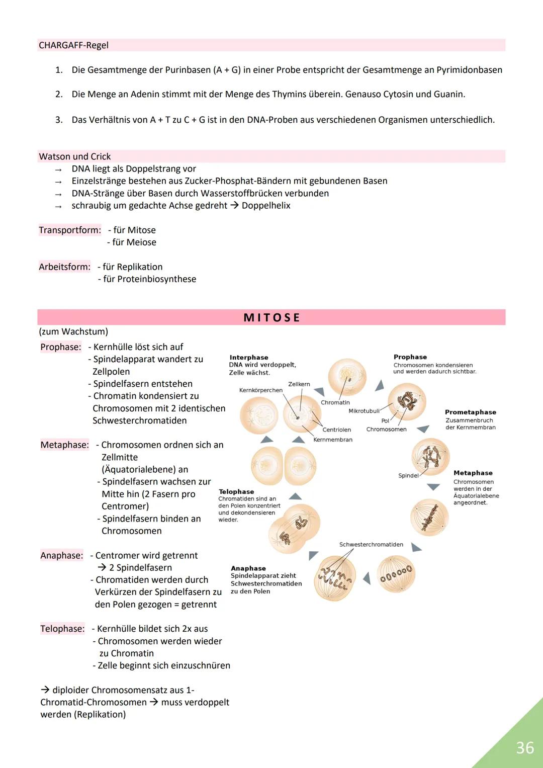 BIOLOGIE Abitur 2021
Themen:
1. Stoffwechsel / Zytologie
2. Ökologie
3. Genetik
4. Evolution
5. Neurobiologie
M
1 STOFFWECHSEL / ZYTOLOGIE
P