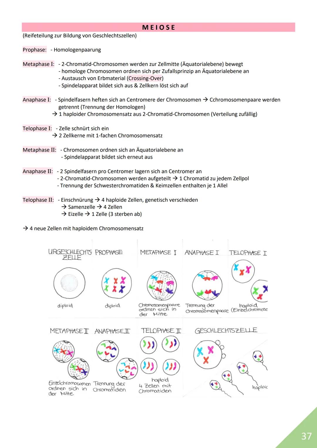 BIOLOGIE Abitur 2021
Themen:
1. Stoffwechsel / Zytologie
2. Ökologie
3. Genetik
4. Evolution
5. Neurobiologie
M
1 STOFFWECHSEL / ZYTOLOGIE
P