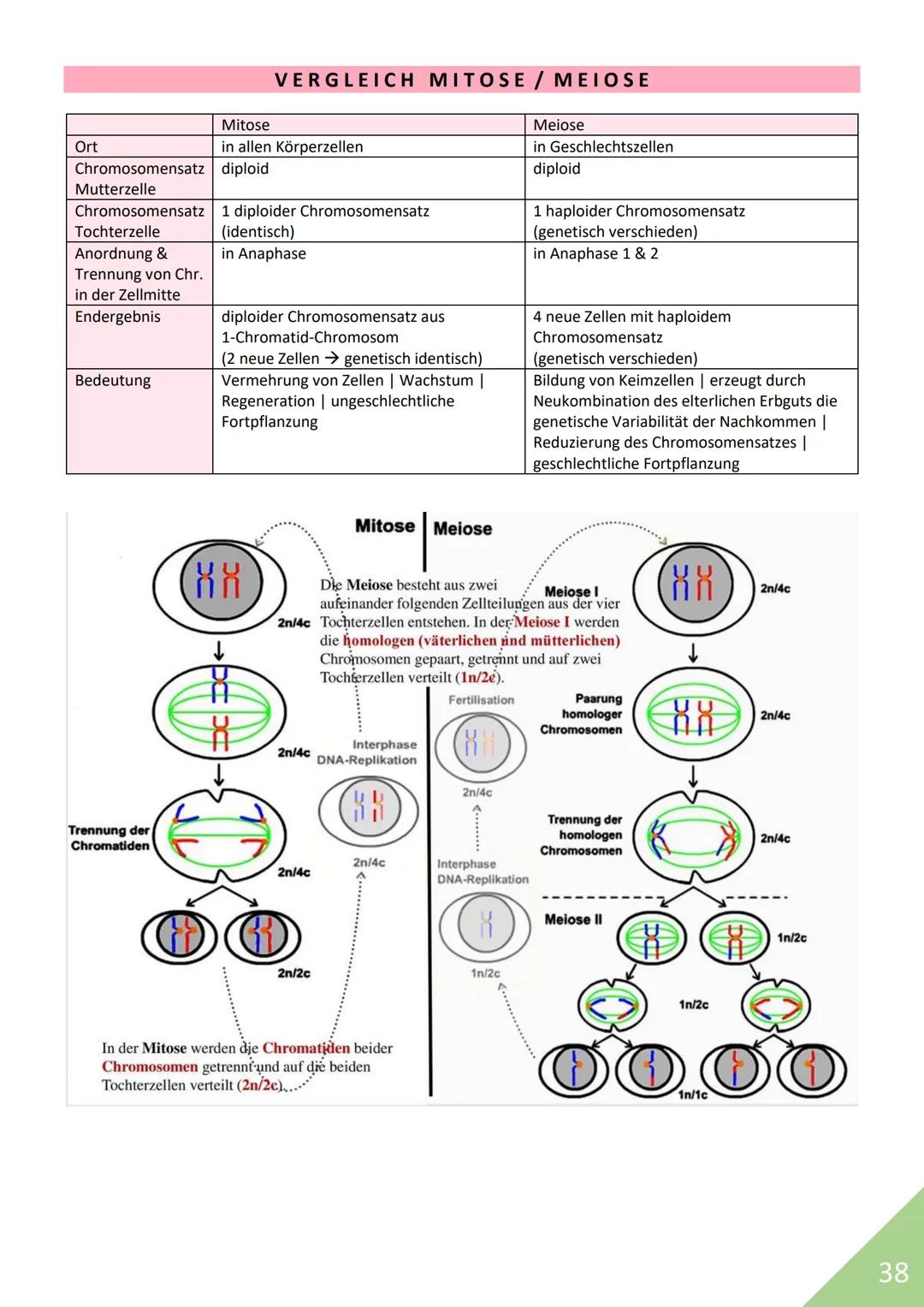 BIOLOGIE Abitur 2021
Themen:
1. Stoffwechsel / Zytologie
2. Ökologie
3. Genetik
4. Evolution
5. Neurobiologie
M
1 STOFFWECHSEL / ZYTOLOGIE
P