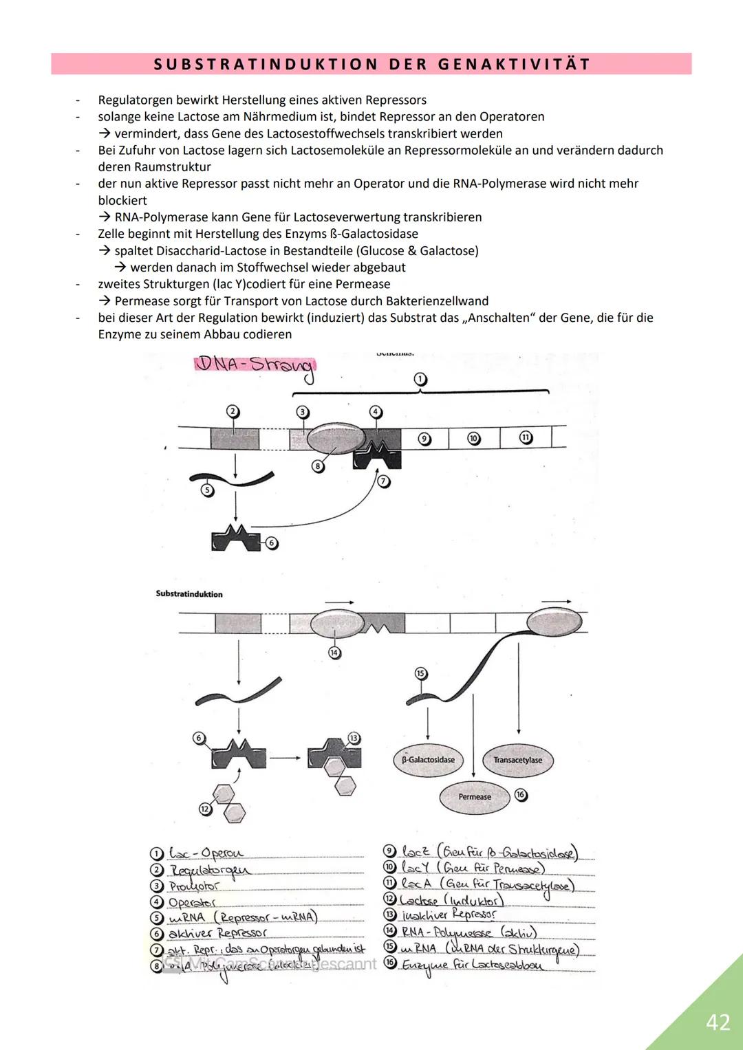 BIOLOGIE Abitur 2021
Themen:
1. Stoffwechsel / Zytologie
2. Ökologie
3. Genetik
4. Evolution
5. Neurobiologie
M
1 STOFFWECHSEL / ZYTOLOGIE
P