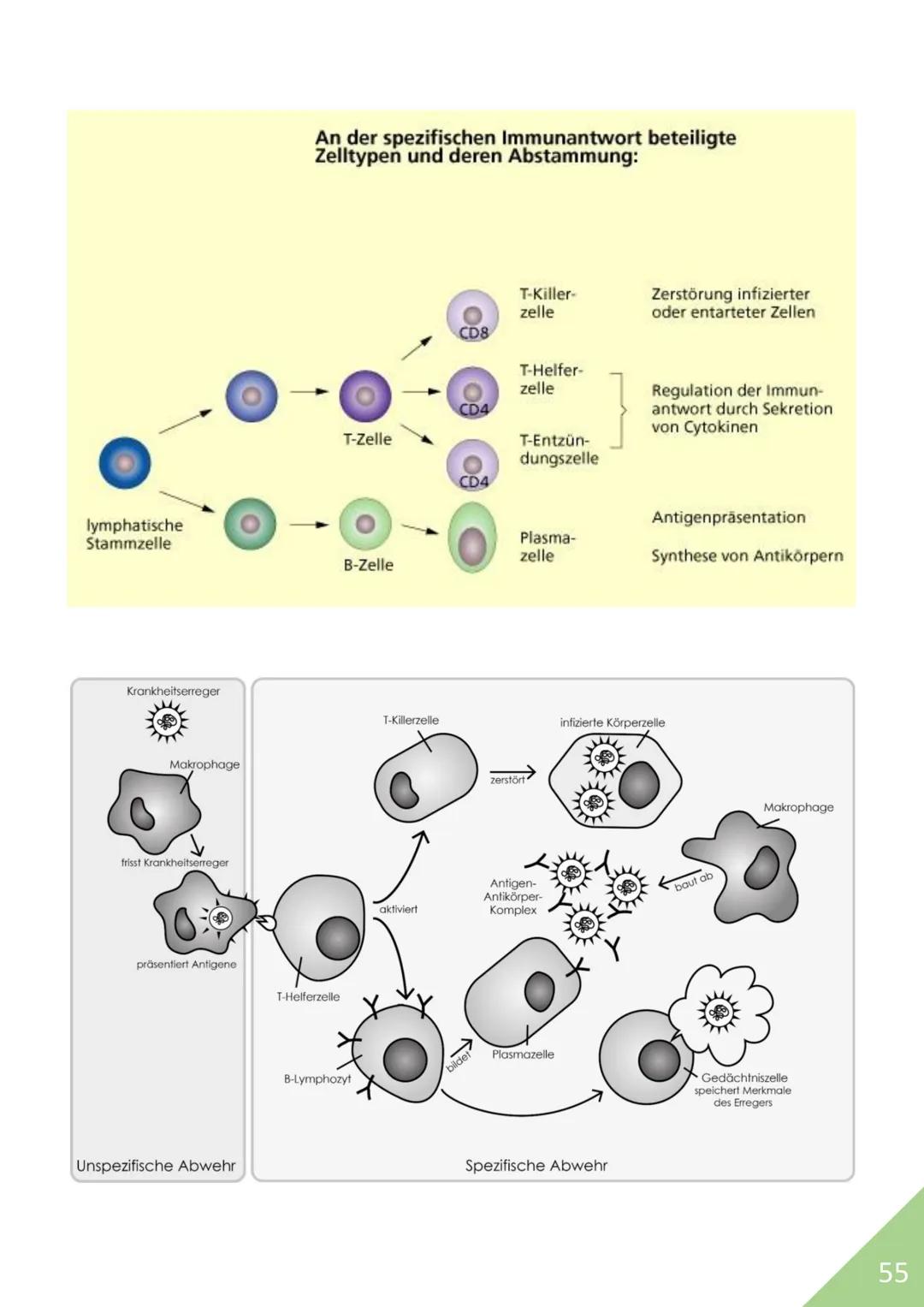 BIOLOGIE Abitur 2021
Themen:
1. Stoffwechsel / Zytologie
2. Ökologie
3. Genetik
4. Evolution
5. Neurobiologie
M
1 STOFFWECHSEL / ZYTOLOGIE
P