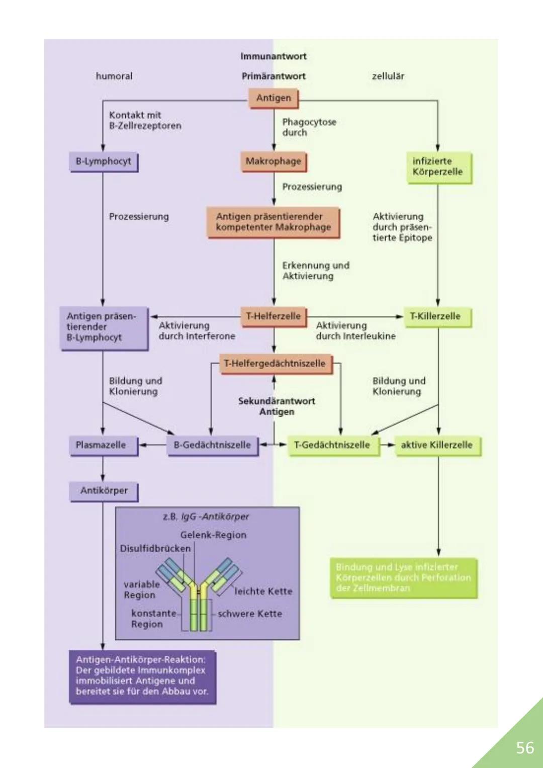 BIOLOGIE Abitur 2021
Themen:
1. Stoffwechsel / Zytologie
2. Ökologie
3. Genetik
4. Evolution
5. Neurobiologie
M
1 STOFFWECHSEL / ZYTOLOGIE
P