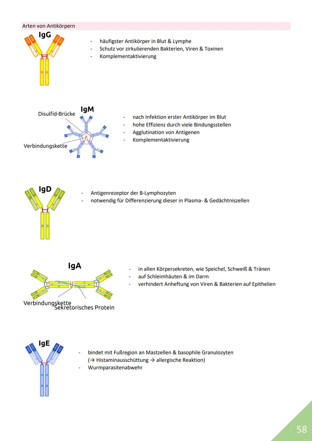 BIOLOGIE Abitur 2021
Themen:
1. Stoffwechsel / Zytologie
2. Ökologie
3. Genetik
4. Evolution
5. Neurobiologie
M
1 STOFFWECHSEL / ZYTOLOGIE
P