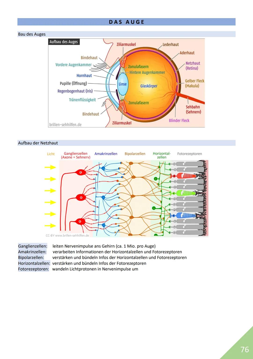 BIOLOGIE Abitur 2021
Themen:
1. Stoffwechsel / Zytologie
2. Ökologie
3. Genetik
4. Evolution
5. Neurobiologie
M
1 STOFFWECHSEL / ZYTOLOGIE
P