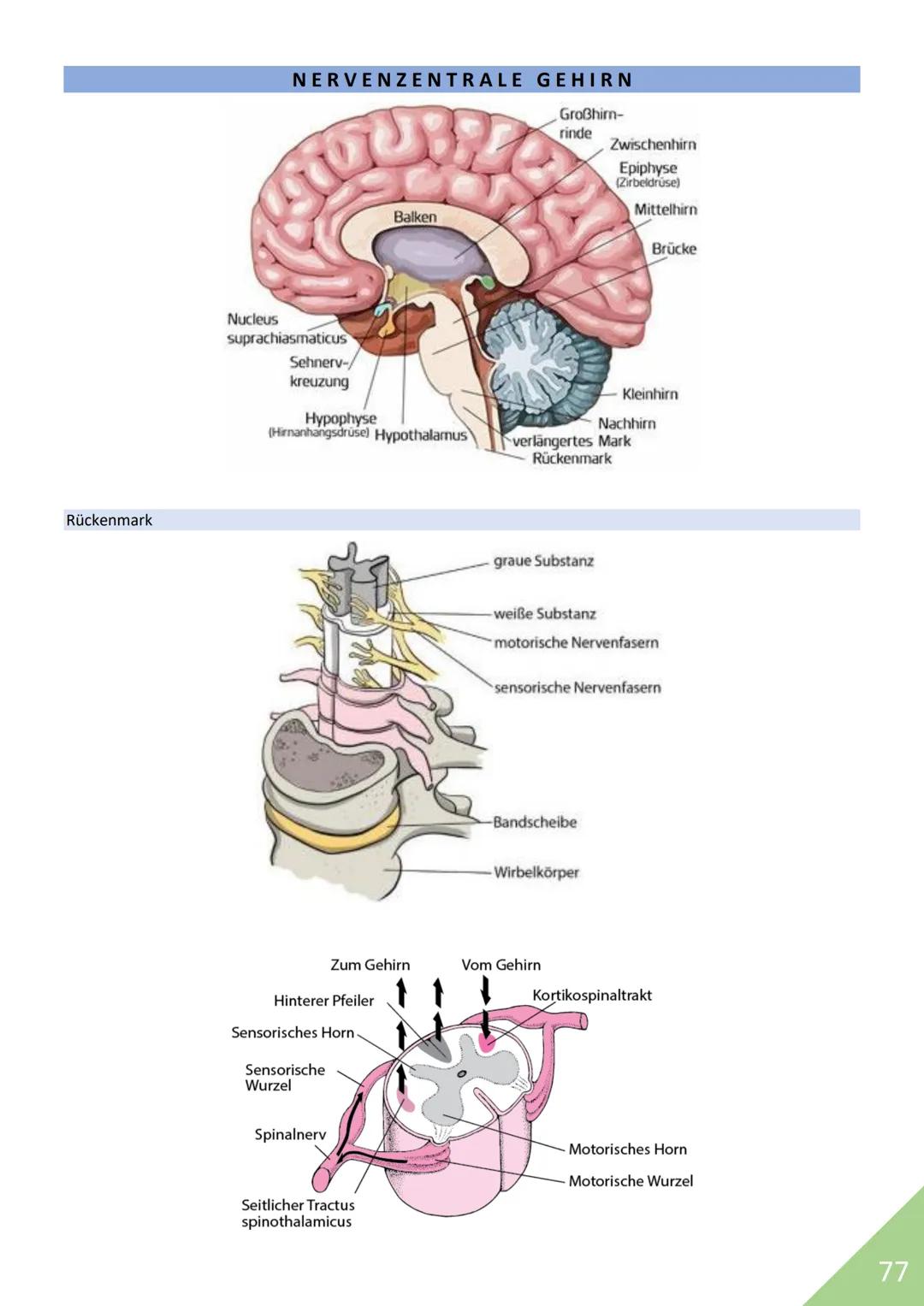 BIOLOGIE Abitur 2021
Themen:
1. Stoffwechsel / Zytologie
2. Ökologie
3. Genetik
4. Evolution
5. Neurobiologie
M
1 STOFFWECHSEL / ZYTOLOGIE
P