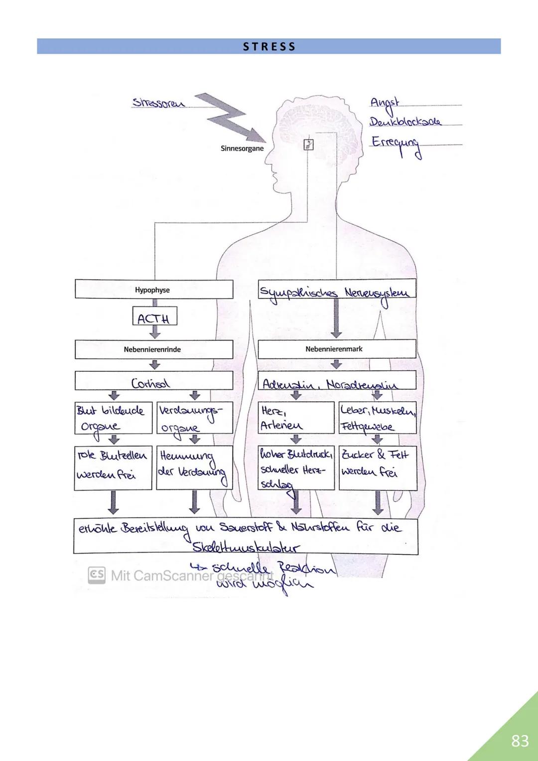 BIOLOGIE Abitur 2021
Themen:
1. Stoffwechsel / Zytologie
2. Ökologie
3. Genetik
4. Evolution
5. Neurobiologie
M
1 STOFFWECHSEL / ZYTOLOGIE
P