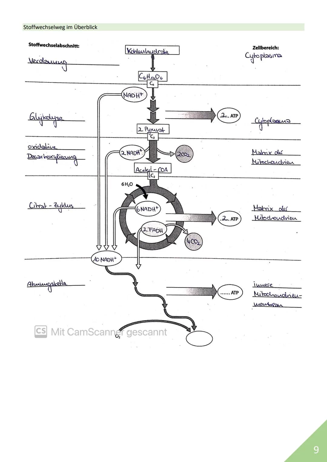 BIOLOGIE Abitur 2021
Themen:
1. Stoffwechsel / Zytologie
2. Ökologie
3. Genetik
4. Evolution
5. Neurobiologie
M
1 STOFFWECHSEL / ZYTOLOGIE
P