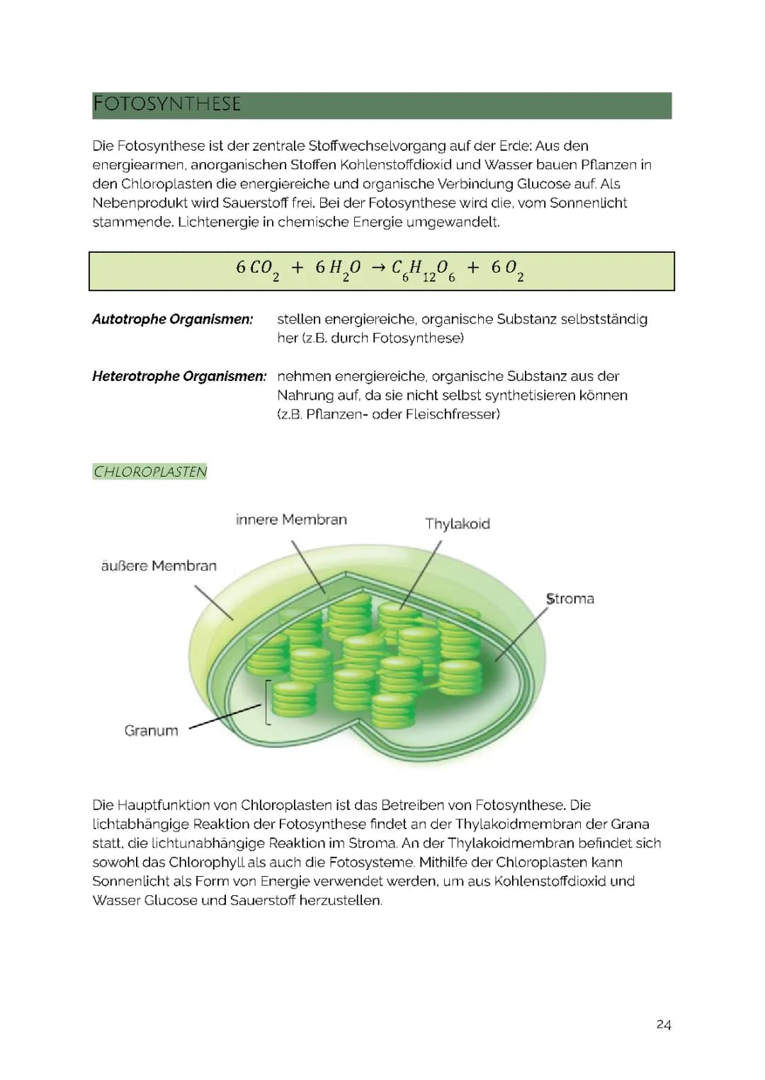Ökologie - Photosynthese