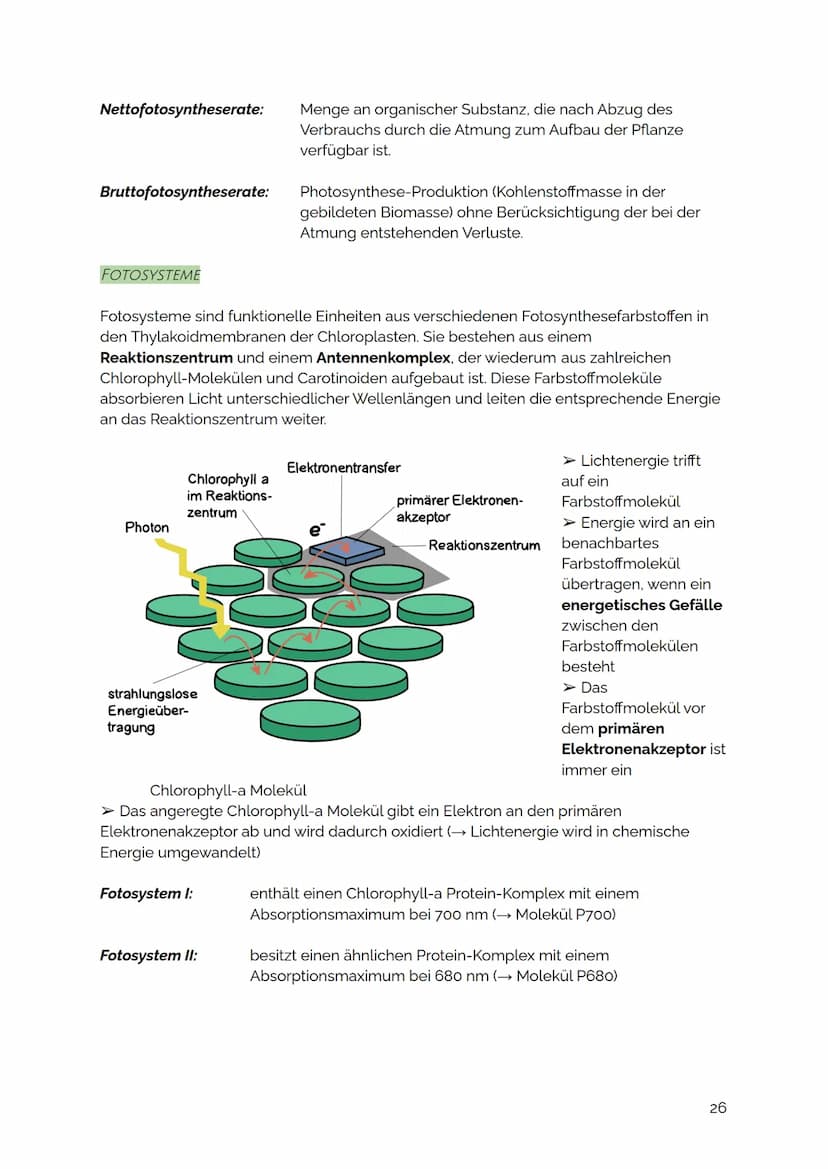 FOTOSYNTHESE
Die Fotosynthese ist der zentrale Stoffwechselvorgang auf der Erde: Aus den
energiearmen, anorganischen Stoffen Kohlenstoffdiox