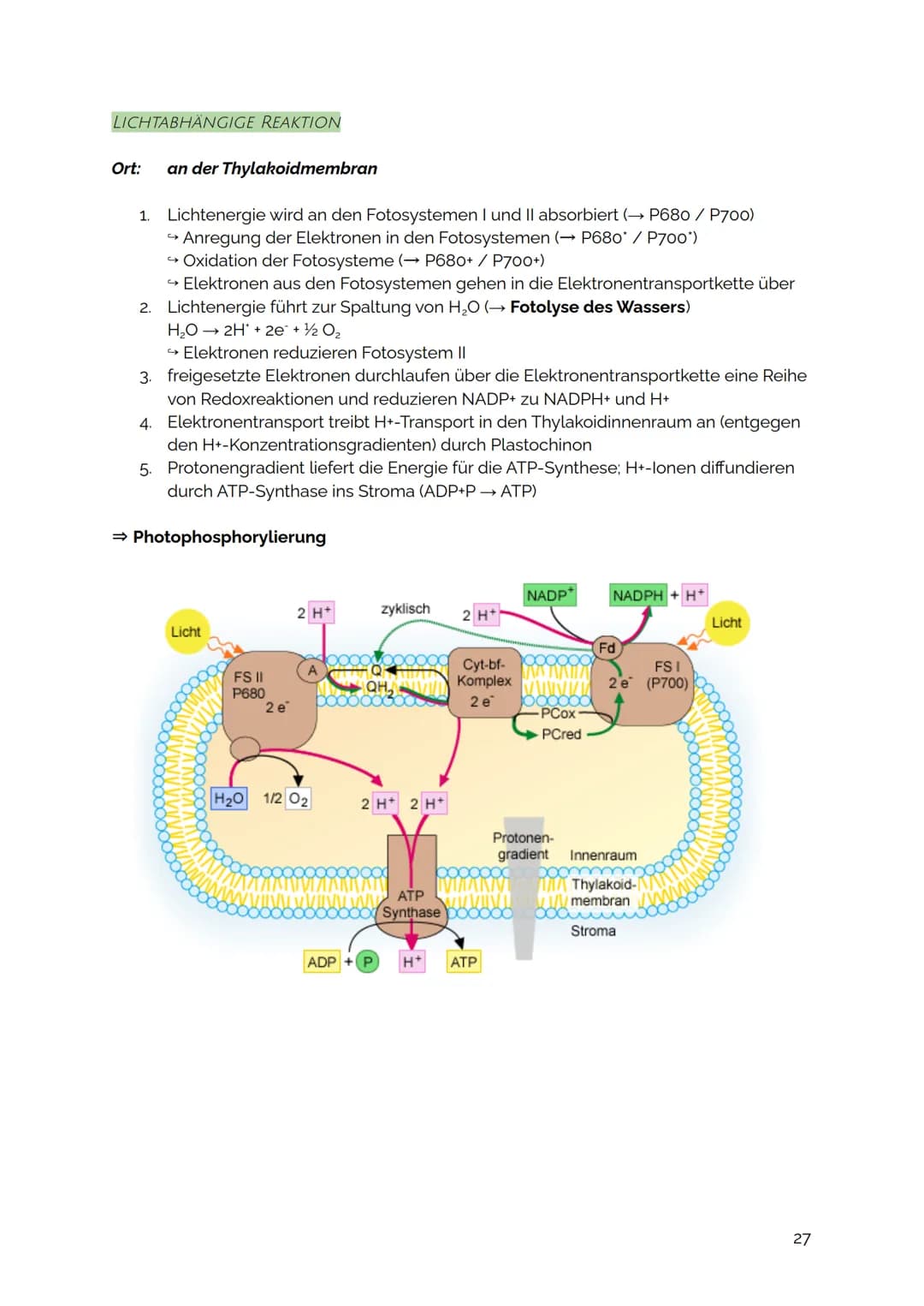 FOTOSYNTHESE
Die Fotosynthese ist der zentrale Stoffwechselvorgang auf der Erde: Aus den
energiearmen, anorganischen Stoffen Kohlenstoffdiox