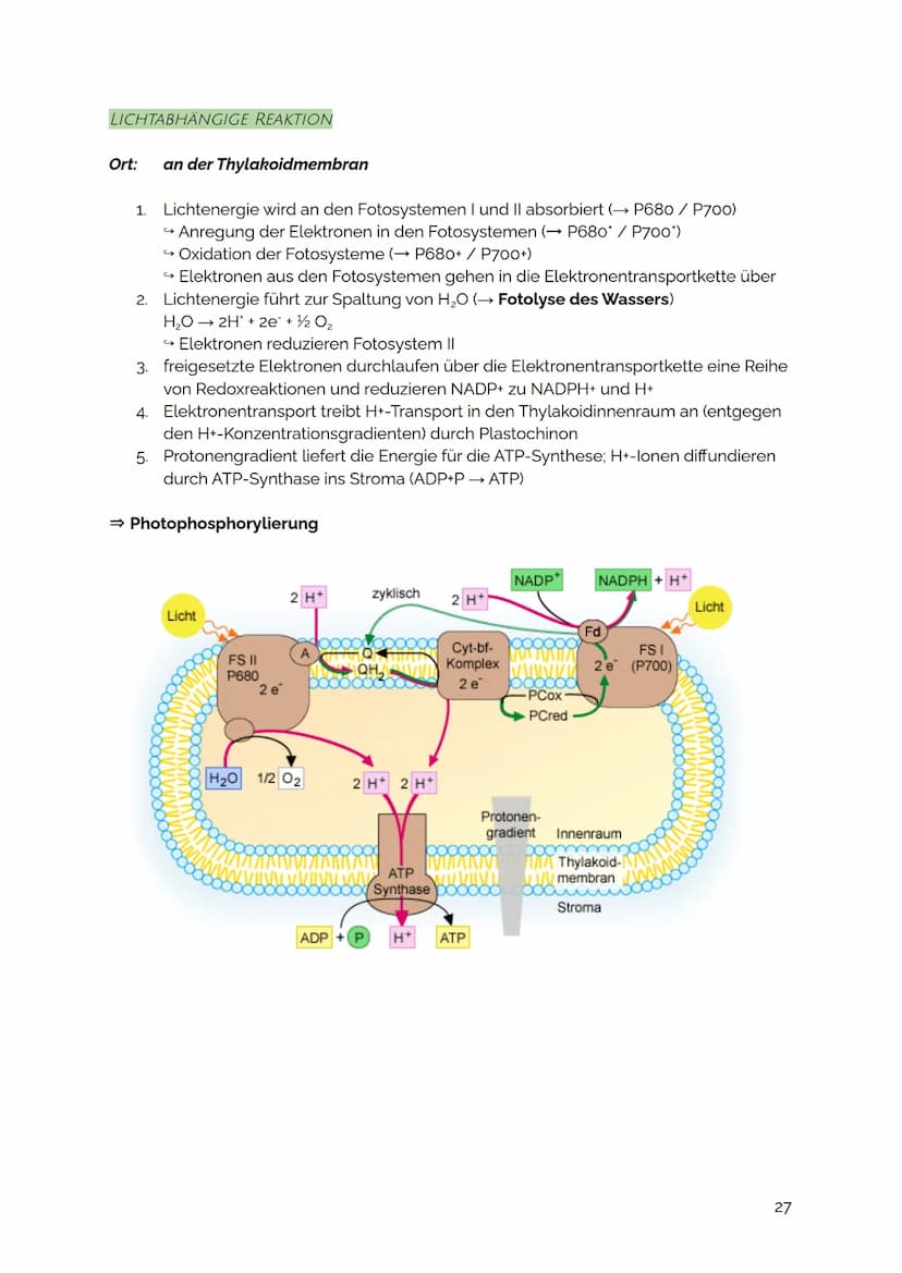 FOTOSYNTHESE
Die Fotosynthese ist der zentrale Stoffwechselvorgang auf der Erde: Aus den
energiearmen, anorganischen Stoffen Kohlenstoffdiox