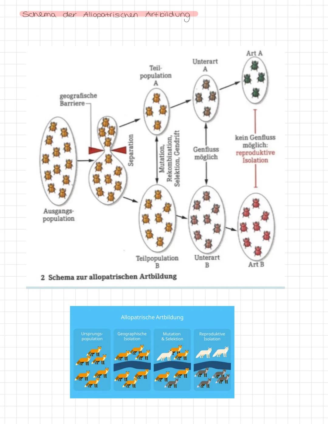  EVOLUTIONSTHEORIEN und die vererbung erworbener Eigenschaften
LAMARCK
↳ Vererbung erworbener Eigenschaften
· Gent von kontinuirlichen Arten