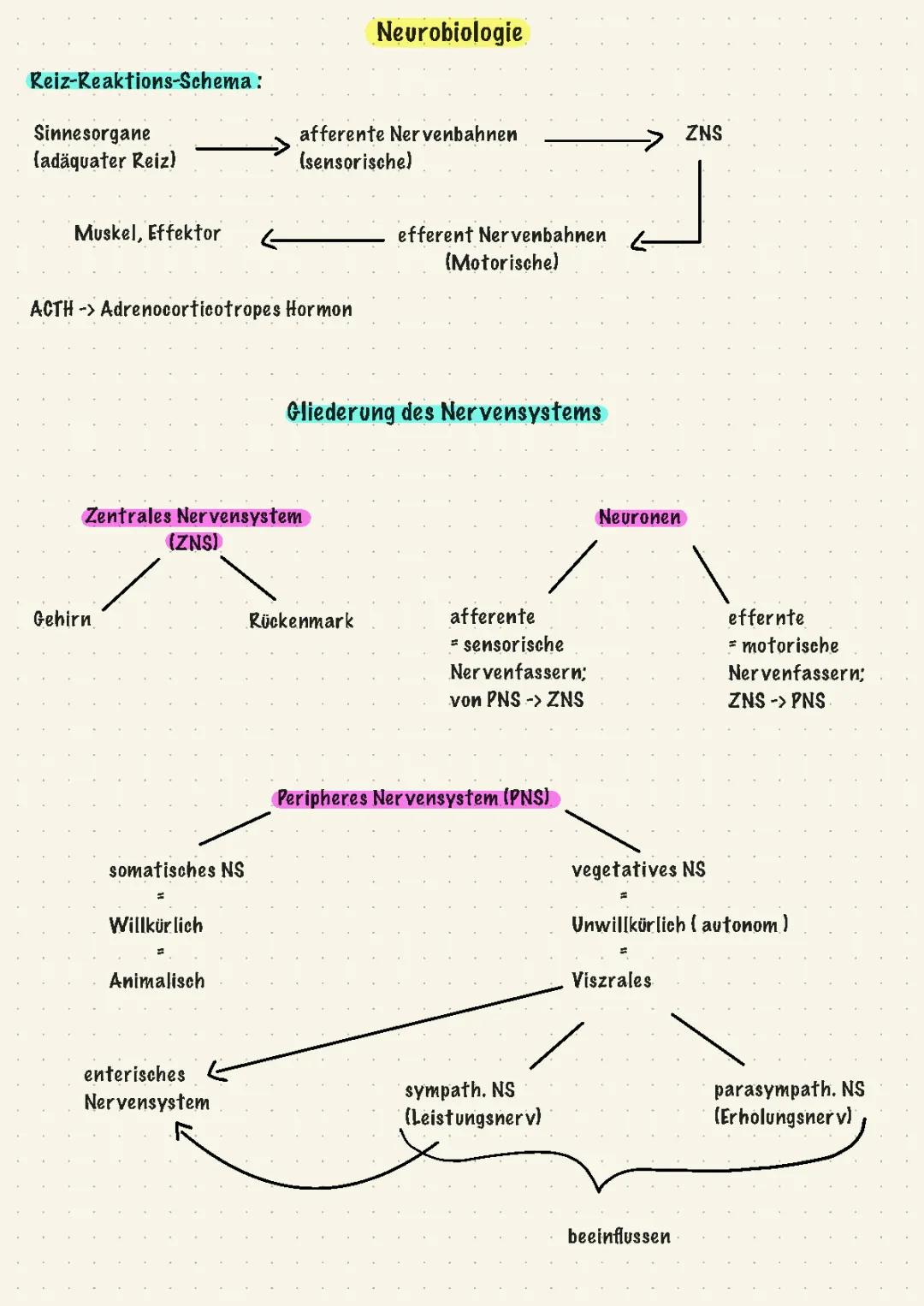 Nervensystem verstehen: Aufbau und Funktion von Nervenzellen