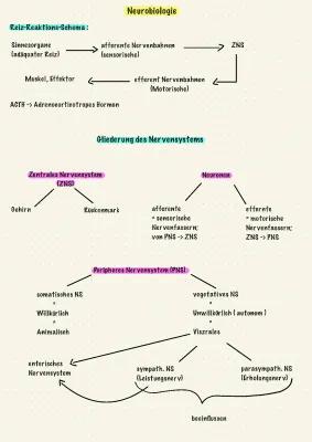 Know  Neurobiologie thumbnail