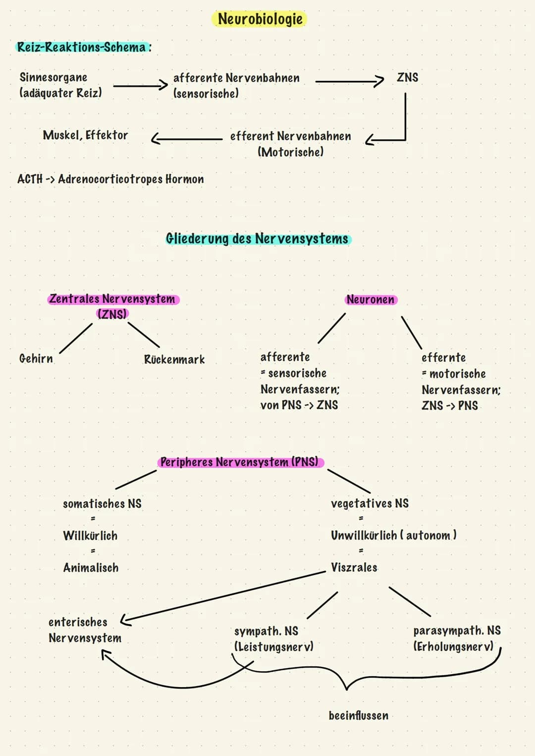 Reiz-Reaktions-Schema:
Sinnesorgane
(adäquater Reiz)
Muskel, Effektor
ACTH -> Adrenocorticotropes Hormon
Gehirn
Zentrales Nervensystem
(ZNS)