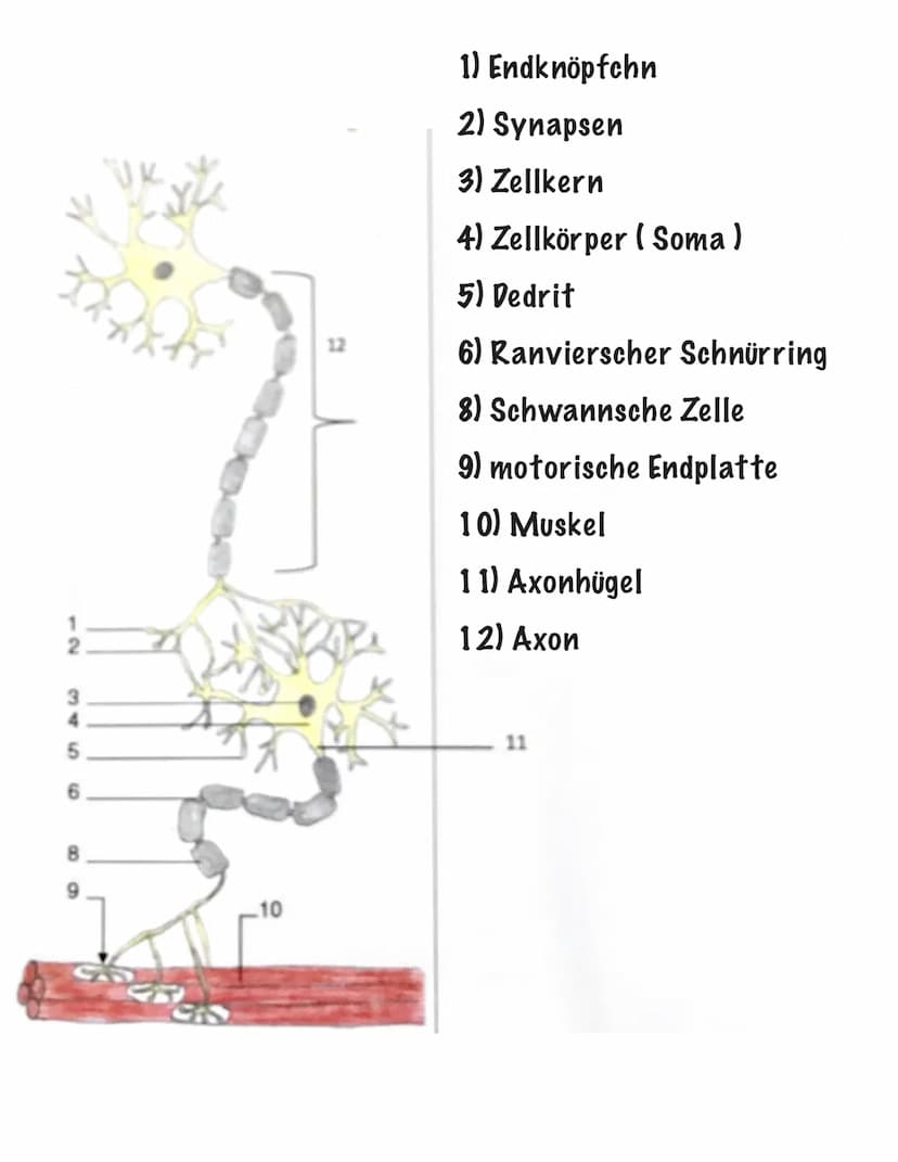 Reiz-Reaktions-Schema:
Sinnesorgane
(adäquater Reiz)
Muskel, Effektor
ACTH -> Adrenocorticotropes Hormon
Gehirn
Zentrales Nervensystem
(ZNS)