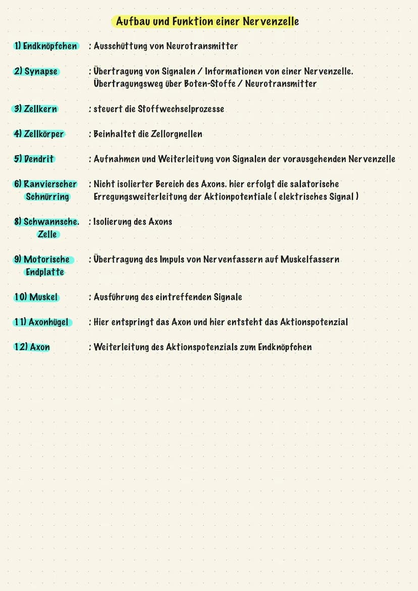 Reiz-Reaktions-Schema:
Sinnesorgane
(adäquater Reiz)
Muskel, Effektor
ACTH -> Adrenocorticotropes Hormon
Gehirn
Zentrales Nervensystem
(ZNS)