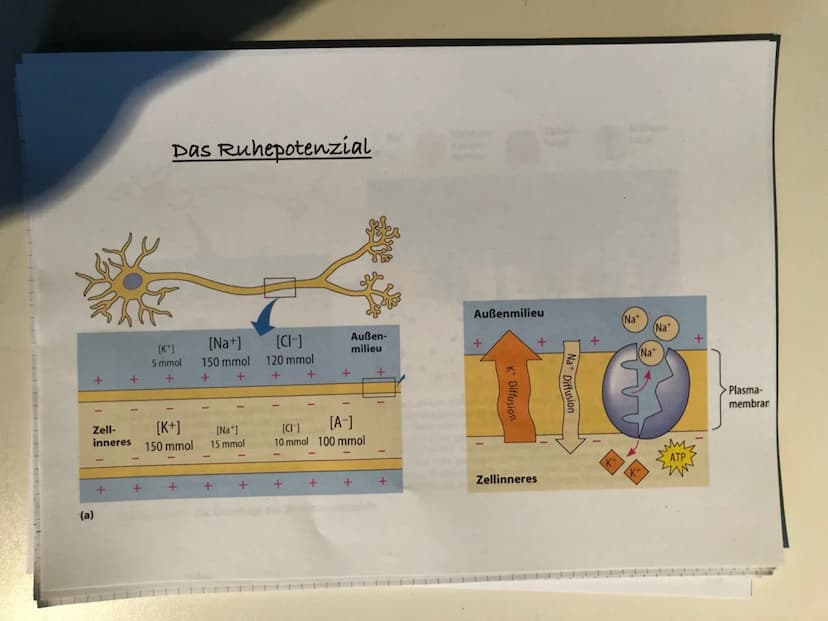 Reiz-Reaktions-Schema:
Sinnesorgane
(adäquater Reiz)
Muskel, Effektor
ACTH -> Adrenocorticotropes Hormon
Gehirn
Zentrales Nervensystem
(ZNS)