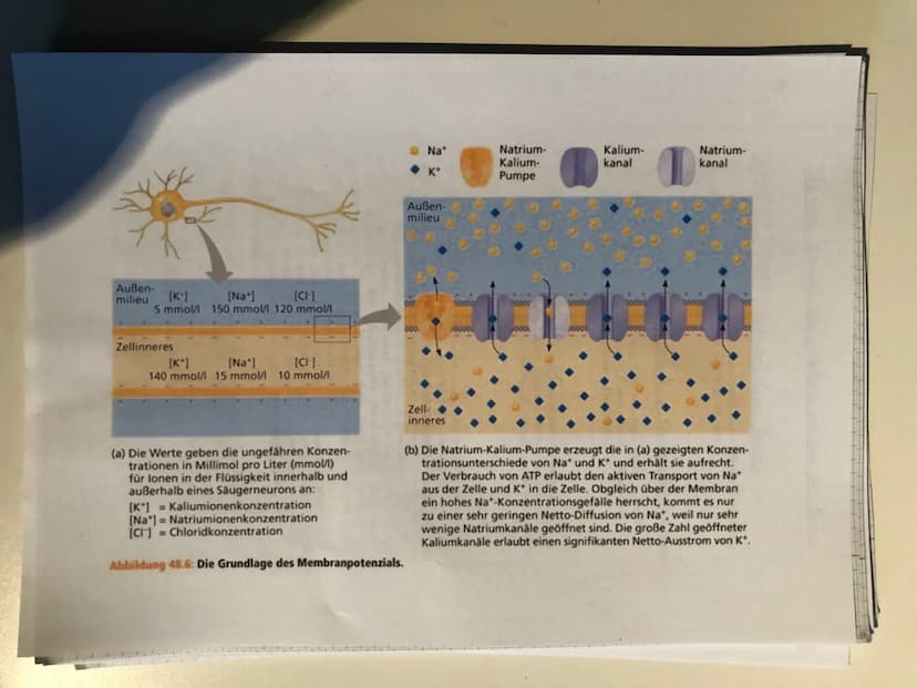 Reiz-Reaktions-Schema:
Sinnesorgane
(adäquater Reiz)
Muskel, Effektor
ACTH -> Adrenocorticotropes Hormon
Gehirn
Zentrales Nervensystem
(ZNS)