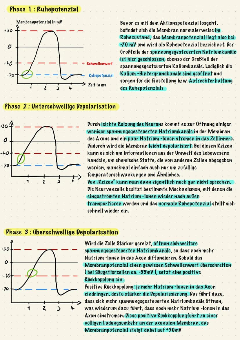 Reiz-Reaktions-Schema:
Sinnesorgane
(adäquater Reiz)
Muskel, Effektor
ACTH -> Adrenocorticotropes Hormon
Gehirn
Zentrales Nervensystem
(ZNS)