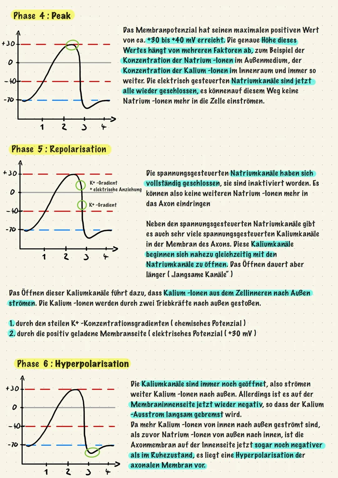 Reiz-Reaktions-Schema:
Sinnesorgane
(adäquater Reiz)
Muskel, Effektor
ACTH -> Adrenocorticotropes Hormon
Gehirn
Zentrales Nervensystem
(ZNS)