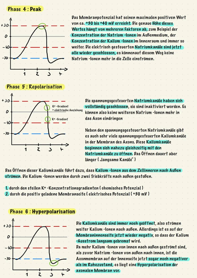 Reiz-Reaktions-Schema:
Sinnesorgane
(adäquater Reiz)
Muskel, Effektor
ACTH -> Adrenocorticotropes Hormon
Gehirn
Zentrales Nervensystem
(ZNS)