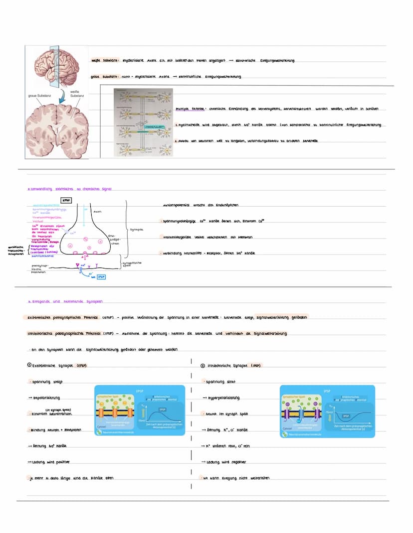 Kursarbeit Neurobiologie 13/1
4. Aufbau Nervenzelle
Dendrit
Zelkern
2. Das Ruhepotensial
Myelinscheide
· liegt bei ca. -70mV
Neuron Aufbau
z