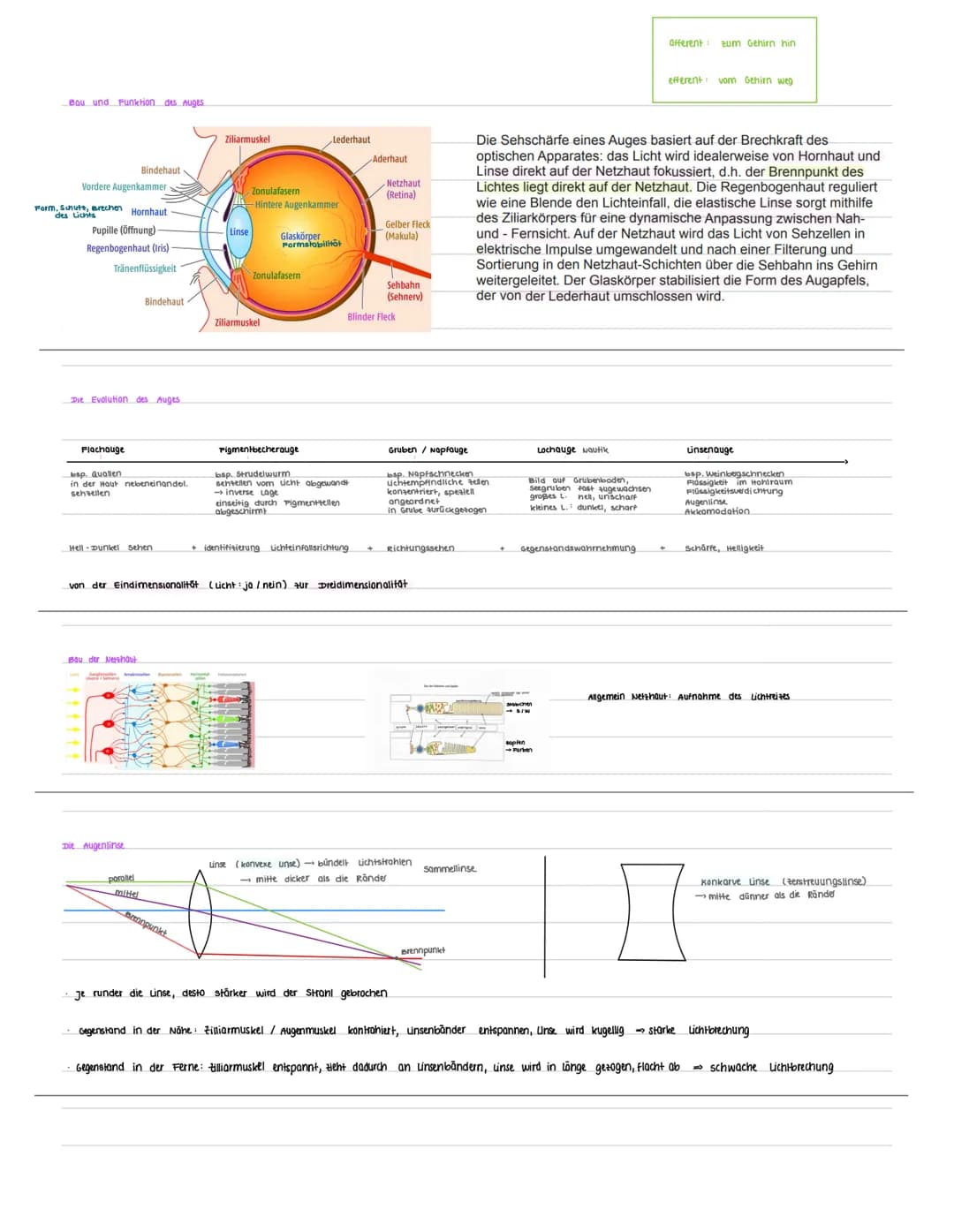 Kursarbeit Neurobiologie 13/1
4. Aufbau Nervenzelle
Dendrit
Zelkern
2. Das Ruhepotensial
Myelinscheide
· liegt bei ca. -70mV
Neuron Aufbau
z