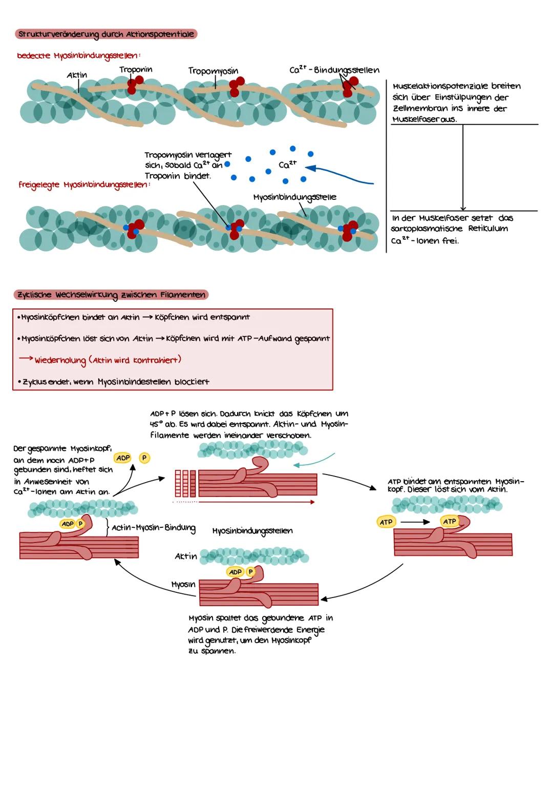 Hypertrophie Training und Muskelaufbau: Alles Einfach Erklärt
