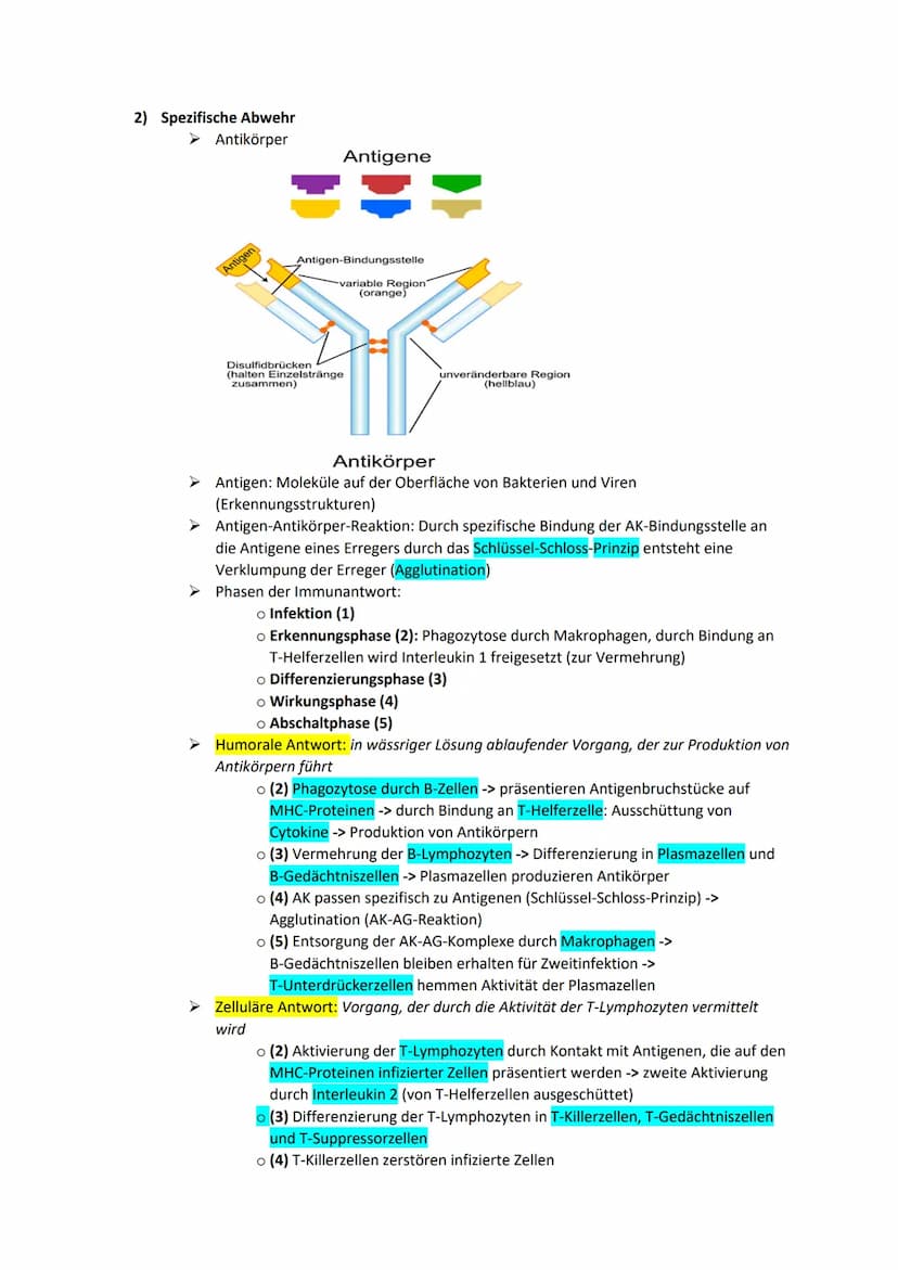 BIOLOGIE ZUSAMMENFASSUNG - IMMUNBIOLOGIE
1) Unspezifische Abwehr
➤ Angeboren, unspezifisch, kein Gedächtnis
Unterscheidet nur zwischen körpe