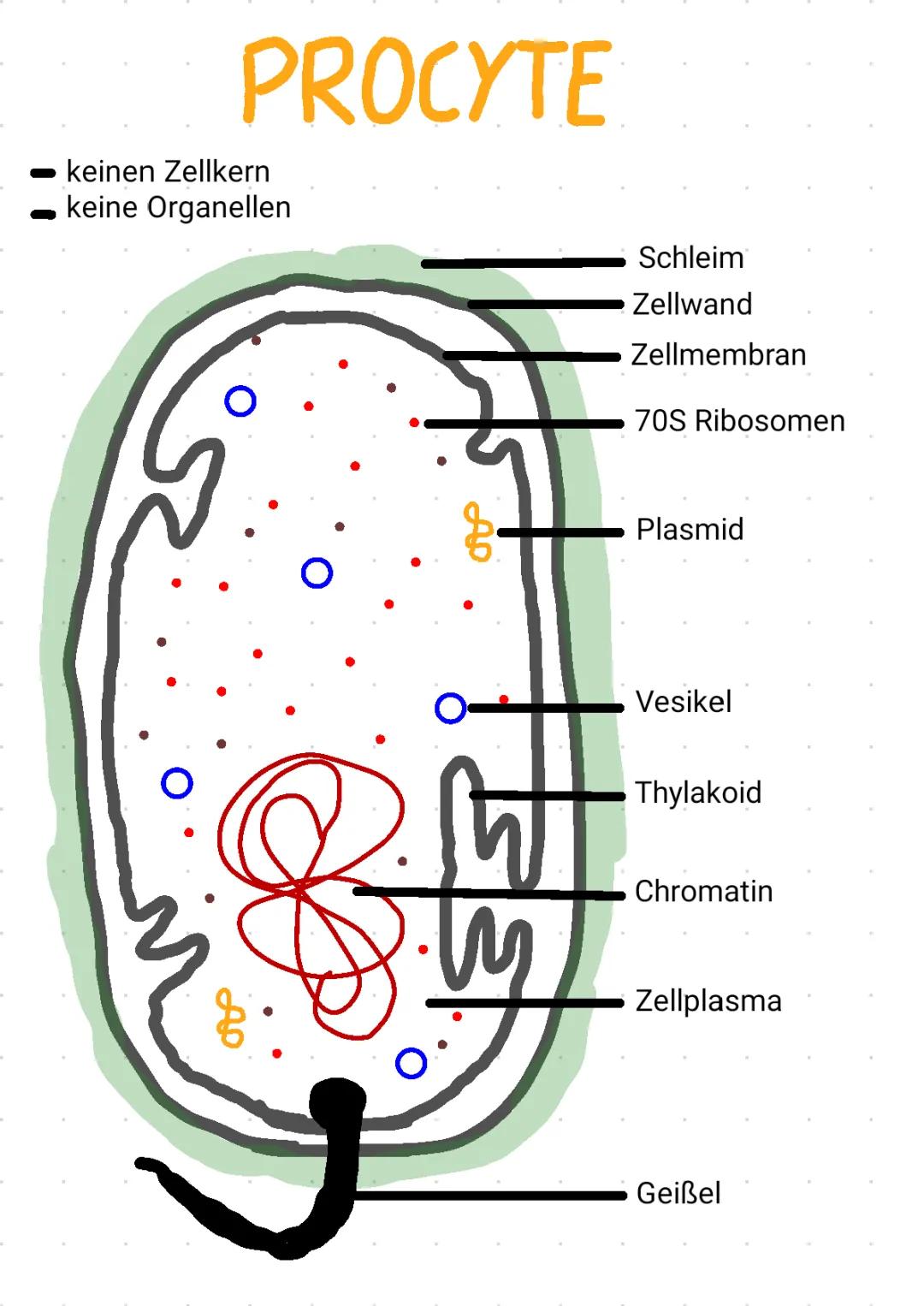 Unterschiede zwischen Prokaryoten und Eukaryoten: Tabelle und Beispiele