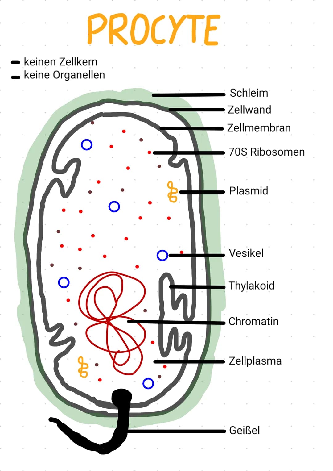 -
PROCYTE
keinen Zellkern
keine Organellen
مل
Ap
দি
Schleim
Zellwand
Zellmembran
70S Ribosomen
Plasmid
Vesikel
Thylakoid
Chromatin
Zellplasm