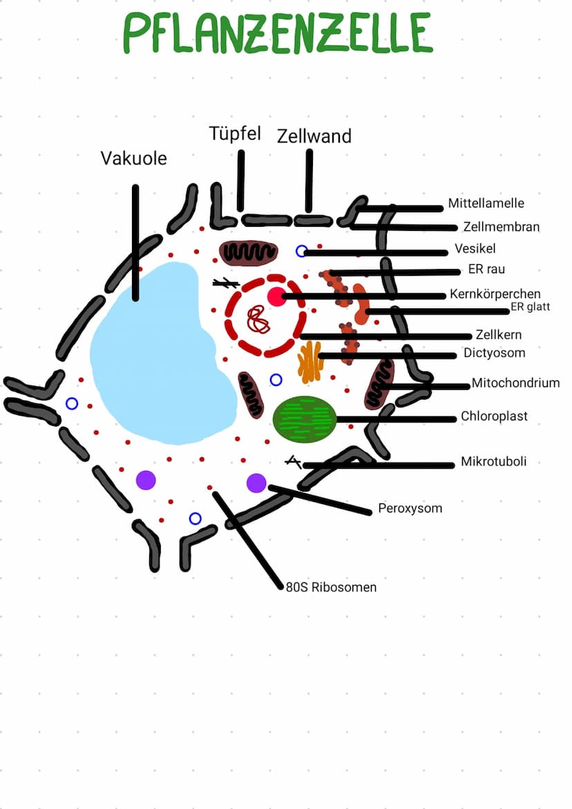 -
PROCYTE
keinen Zellkern
keine Organellen
مل
Ap
দি
Schleim
Zellwand
Zellmembran
70S Ribosomen
Plasmid
Vesikel
Thylakoid
Chromatin
Zellplasm