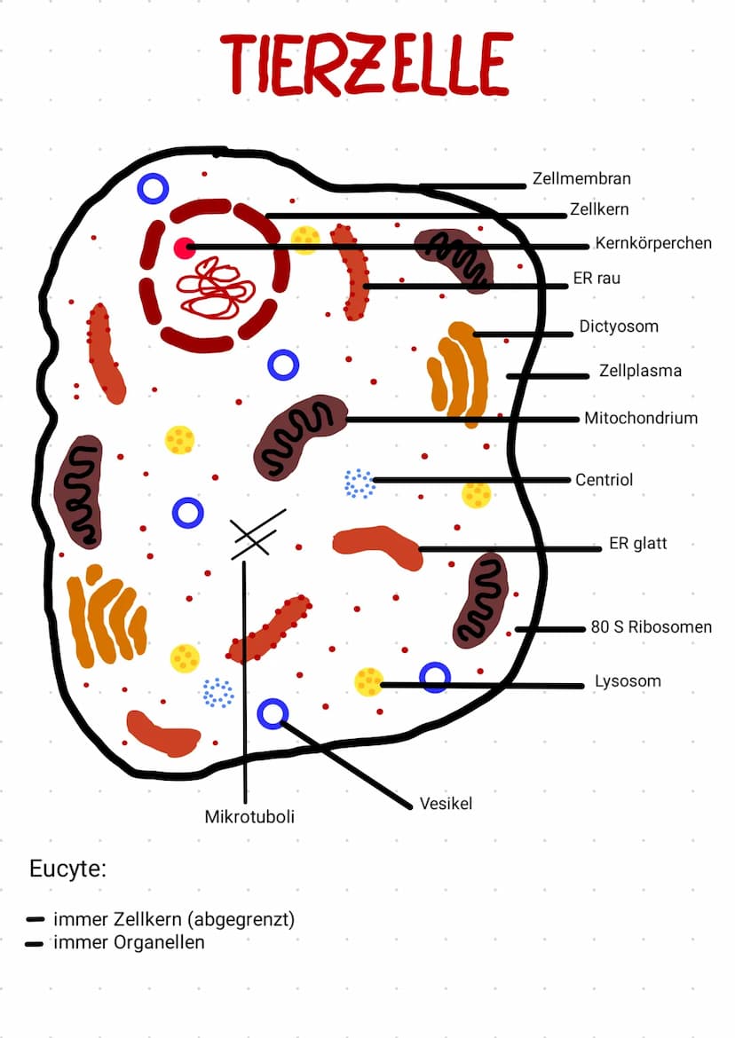 -
PROCYTE
keinen Zellkern
keine Organellen
مل
Ap
দি
Schleim
Zellwand
Zellmembran
70S Ribosomen
Plasmid
Vesikel
Thylakoid
Chromatin
Zellplasm