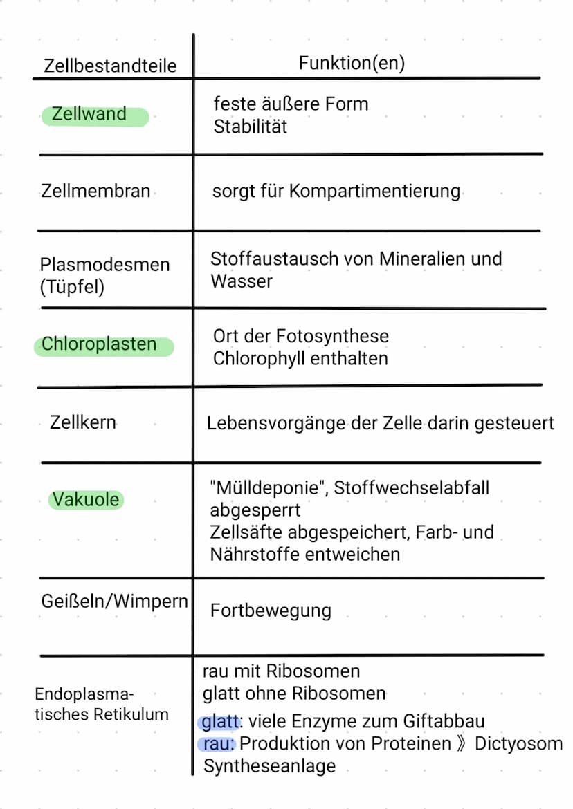 -
PROCYTE
keinen Zellkern
keine Organellen
مل
Ap
দি
Schleim
Zellwand
Zellmembran
70S Ribosomen
Plasmid
Vesikel
Thylakoid
Chromatin
Zellplasm