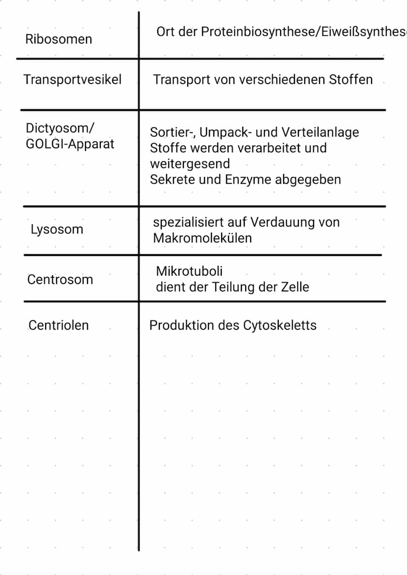 -
PROCYTE
keinen Zellkern
keine Organellen
مل
Ap
দি
Schleim
Zellwand
Zellmembran
70S Ribosomen
Plasmid
Vesikel
Thylakoid
Chromatin
Zellplasm