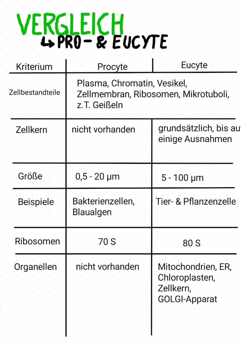 -
PROCYTE
keinen Zellkern
keine Organellen
مل
Ap
দি
Schleim
Zellwand
Zellmembran
70S Ribosomen
Plasmid
Vesikel
Thylakoid
Chromatin
Zellplasm