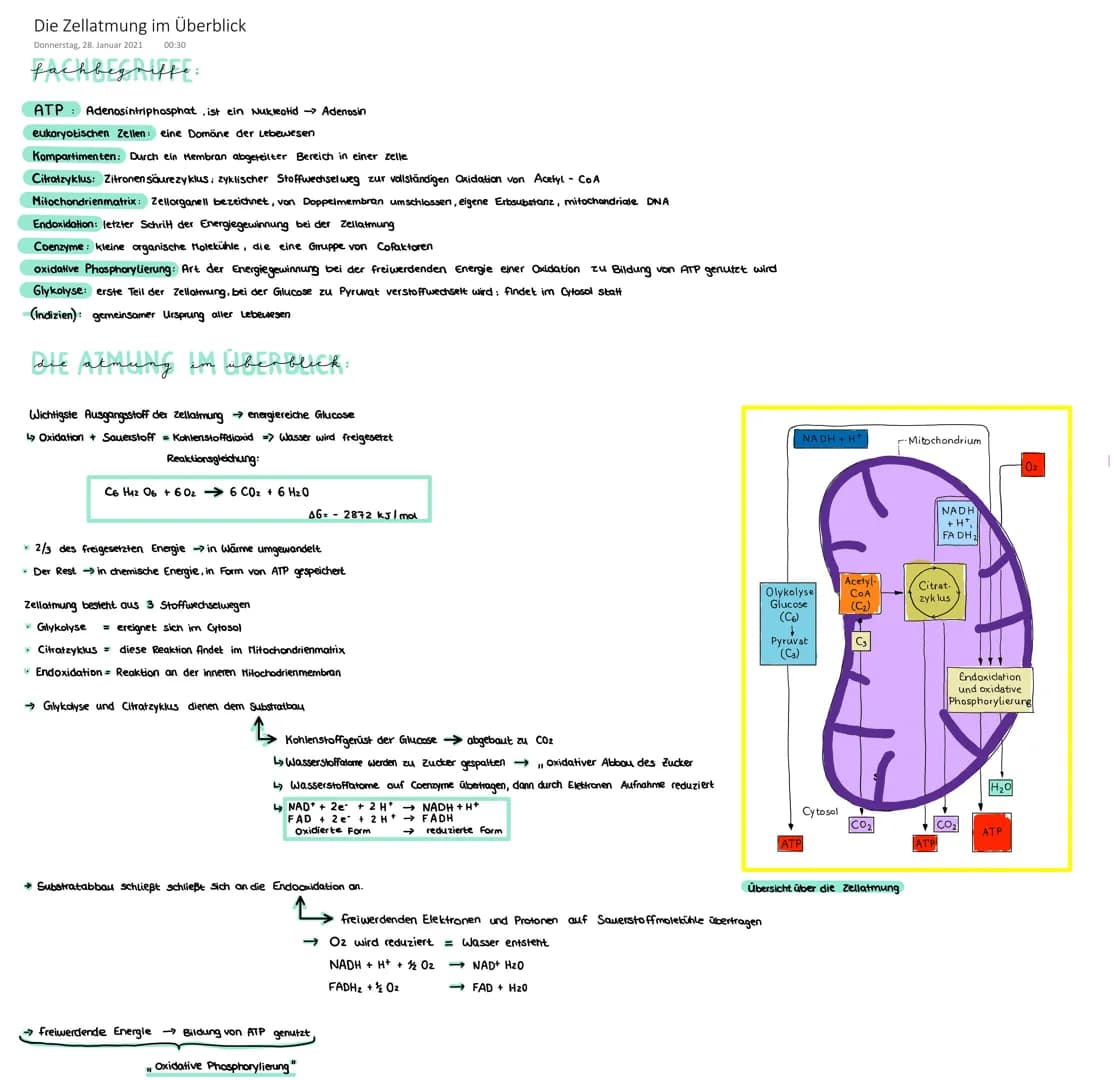 Die Zellatmung im Überblick
Donnerstag, 28. Januar 2021 00:30
fachbegriffe:
ATP Adenosintriphosphat, ist ein Nukleotid →> Adenosin
eukaryoti